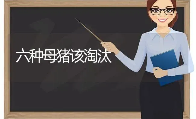 六种母猪该淘汰 | 家畜养殖