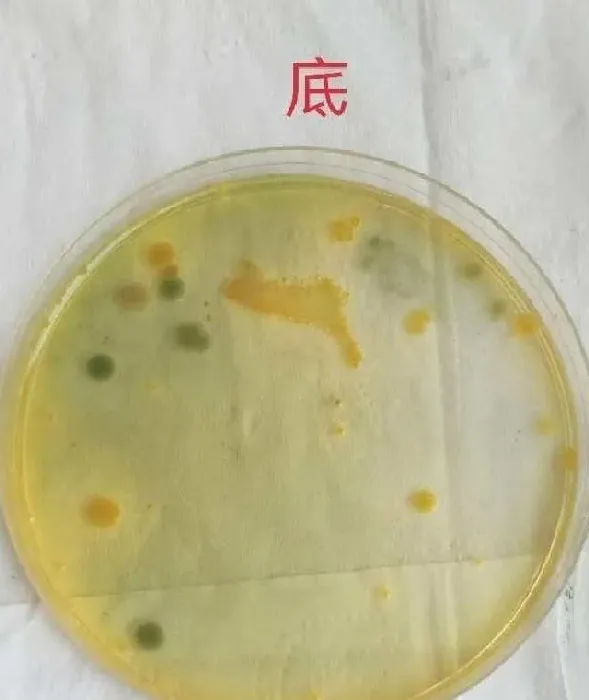 今年常温采苗不易，大规模幼体下沉现象，为啥？