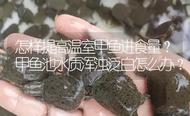 怎样提高温室甲鱼进食量？甲鱼池水质浑浊泛白怎么办？ | 淡水养殖