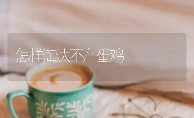 怎样淘汰不产蛋鸡 | 家禽养殖