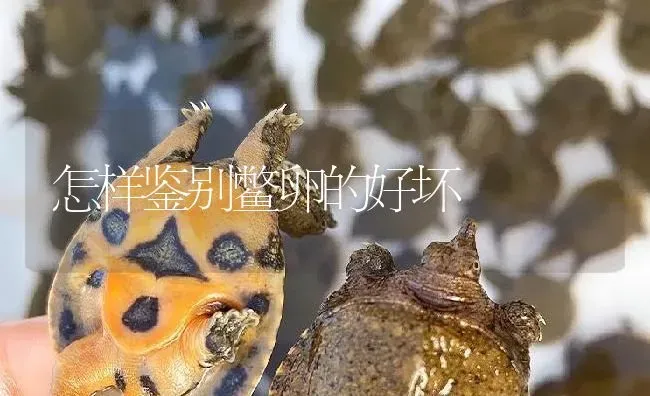 怎样鉴别鳖卵的好坏 | 淡水养殖