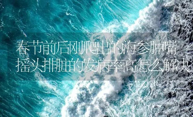 春节前后刚爬出的海参肿嘴摇头排脏的发病率高怎么解决 | 海水养殖