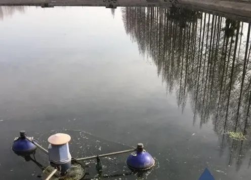 [每周一例]晴天后草鱼种发生急性气泡病
