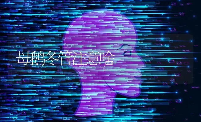 母鹅冬管注意啥 | 家禽养殖