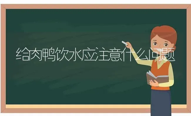 给肉鸭饮水应注意什么问题 | 家禽养殖