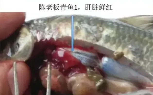 鱼苗价格飙升，鱼体健康堪忧，保苗内服刻不容缓