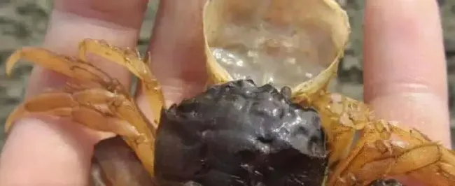 河蟹塘PH值高的原因是什么？有哪些危害？怎么解决？