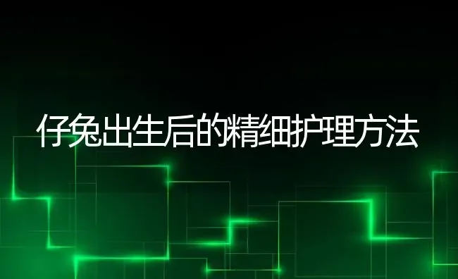 仔兔出生后的精细护理方法 | 家畜养殖