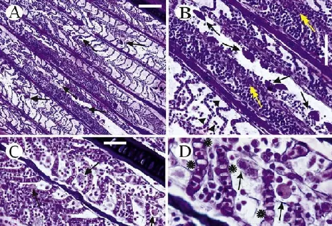 Vet Parasitol，两种感染中国淡水鱼的斜管虫的流行病学及鉴定