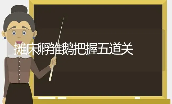 摊床孵雏鹅把握五道关 | 家禽养殖