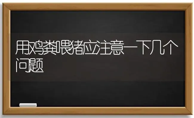 用鸡粪喂猪应注意一下几个问题 | 家畜养殖