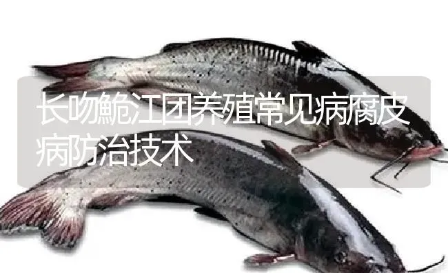 长吻鮠江团养殖常见病腐皮病防治技术 | 淡水养殖