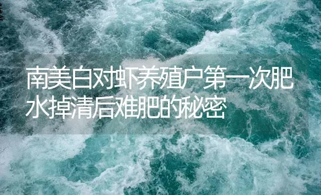 南美白对虾养殖户第一次肥水掉清后难肥的秘密 | 海水养殖