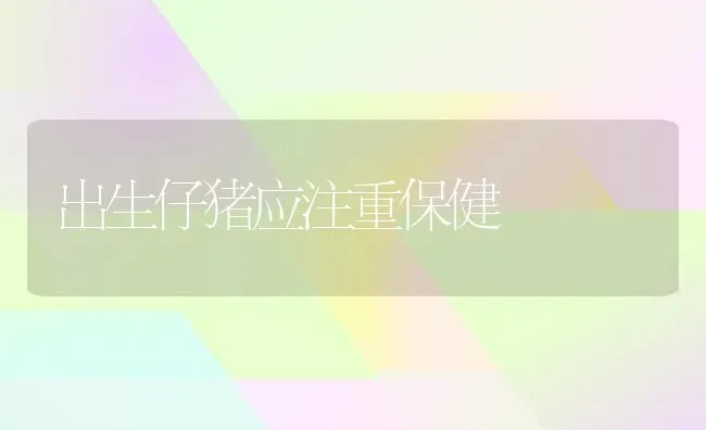 出生仔猪应注重保健 | 家畜养殖