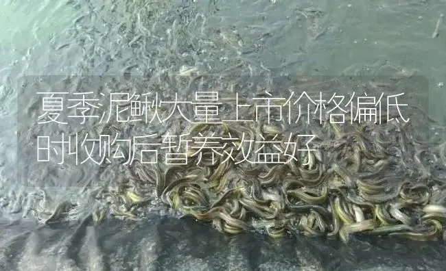 夏季泥鳅大量上市价格偏低时收购后暂养效益好 | 淡水养殖