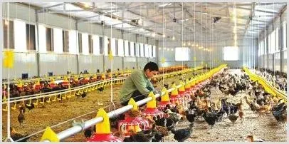 养卢氏鸡赚钱吗？卢氏鸡养殖利润及前景 | 动物养殖资料