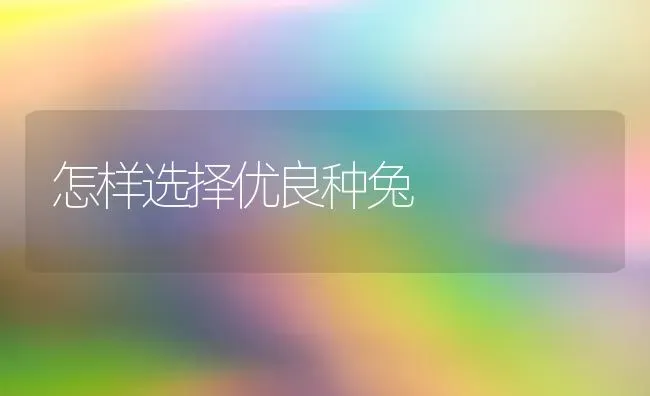 怎样选择优良种兔 | 家畜养殖
