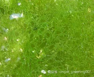 池塘青苔的危害与预防方法