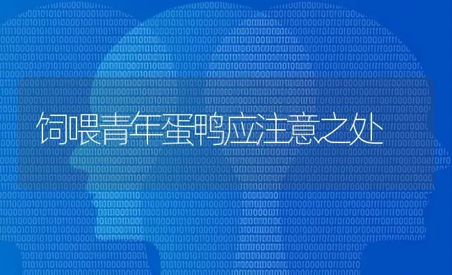 饲喂青年蛋鸭应注意之处 | 家禽养殖