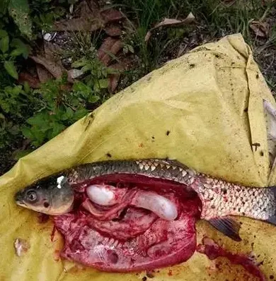 暴雨过后小草鱼大量死亡治愈一例