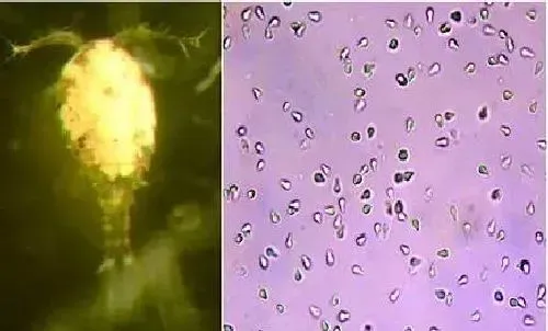 水产谈微孢子虫色变，但其真实面目有几人了解？