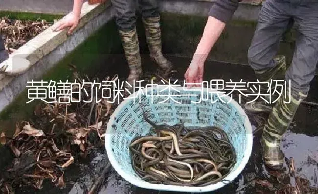 黄鳝的饲料种类与喂养实例 | 淡水养殖