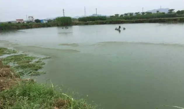 水产养殖户如何正确使用消毒药