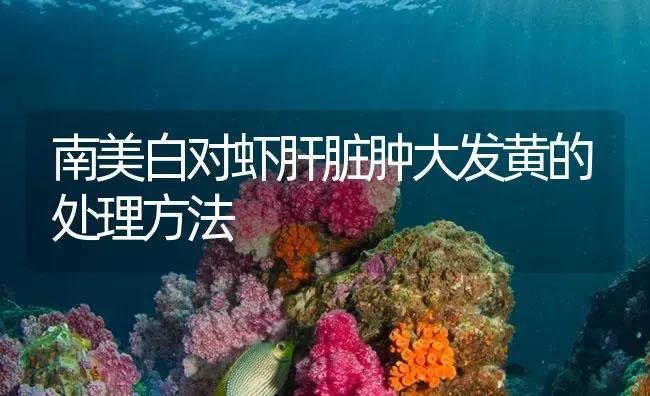 南美白对虾肝脏肿大发黄的处理方法 | 海水养殖