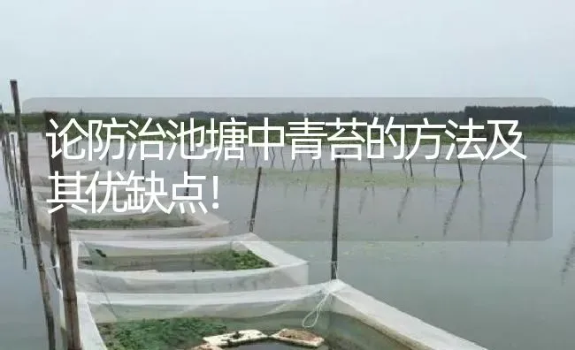 论防治池塘中青苔的方法及其优缺点！ | 特种养殖