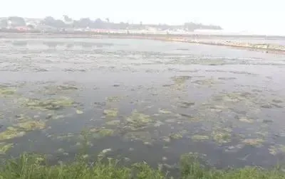 高温季节海参圈杀草难，底垢净来帮忙