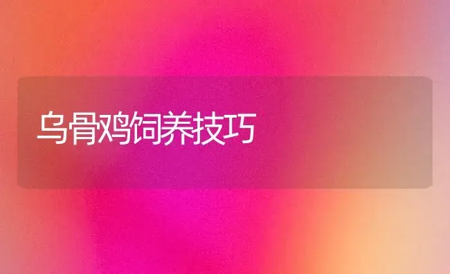 乌骨鸡饲养技巧 | 家禽养殖