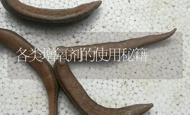 各类增氧剂的使用秘籍 | 特种养殖