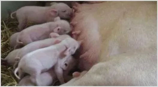 母猪产仔多乳头少怎么办？三种解决办法 | 动物养殖技术