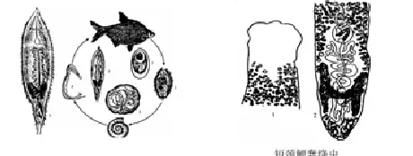 鱼病知识--寄生虫性疾病的诊断