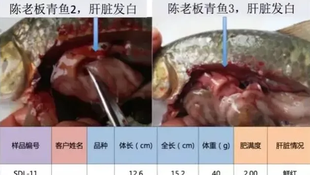 鱼苗价格飙升，鱼体健康堪忧，保苗内服刻不容缓