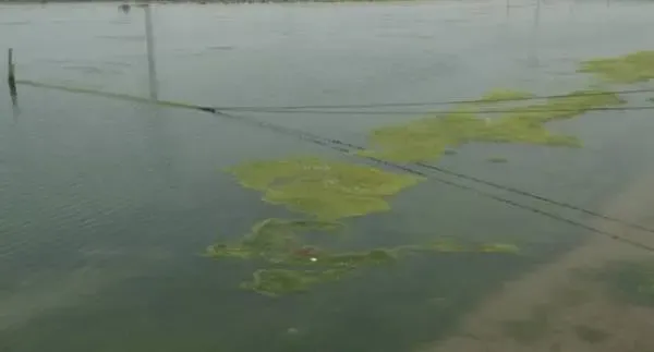池塘青苔的危害与预防方法