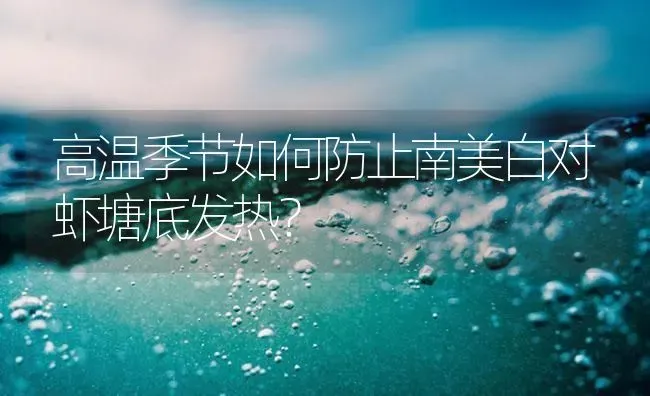 高温季节如何防止南美白对虾塘底发热？ | 海水养殖
