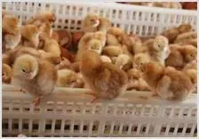 蛋鸡苗育雏技术 | 动物养殖技术