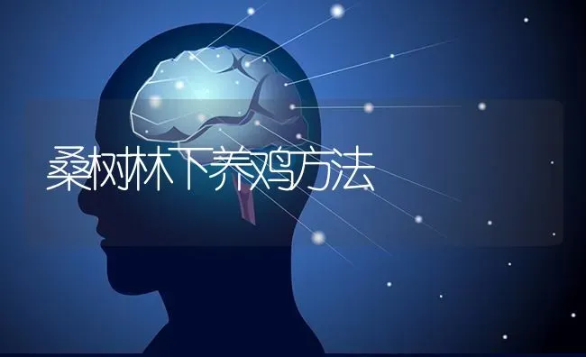 桑树林下养鸡方法 | 家禽养殖