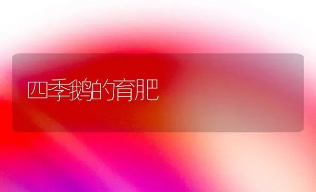 四季鹅的育肥 | 家禽养殖