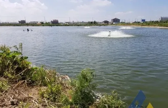 怀头鲶感染锥体虫