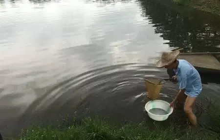 多雨季节南美白对苗期护理的几个注意事项