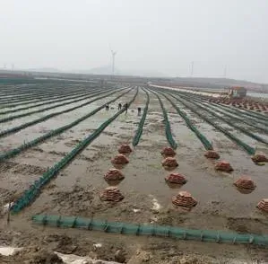 海参养殖户轻松肥水治愈化皮防控青苔的秘诀