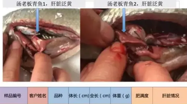 鱼苗价格飙升，鱼体健康堪忧，保苗内服刻不容缓