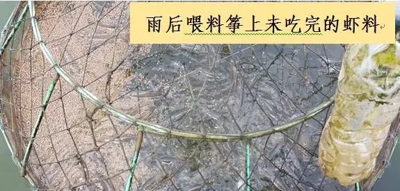 持续暴雨转晴后如何判断池塘情况，做到对症下药