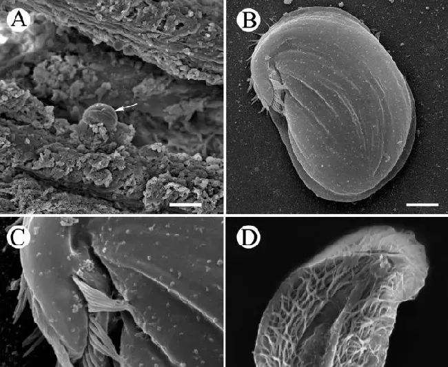 Vet Parasitol，两种感染中国淡水鱼的斜管虫的流行病学及鉴定