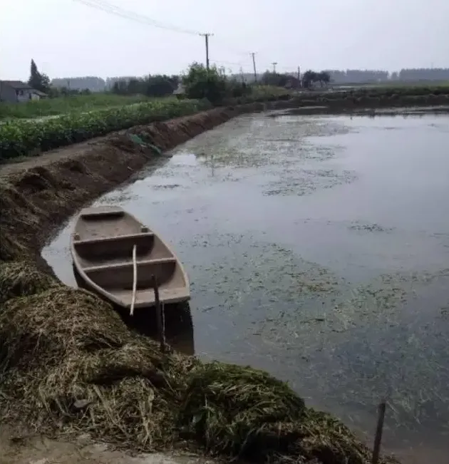 河蟹养殖户应该如何选择栽种什么水草？