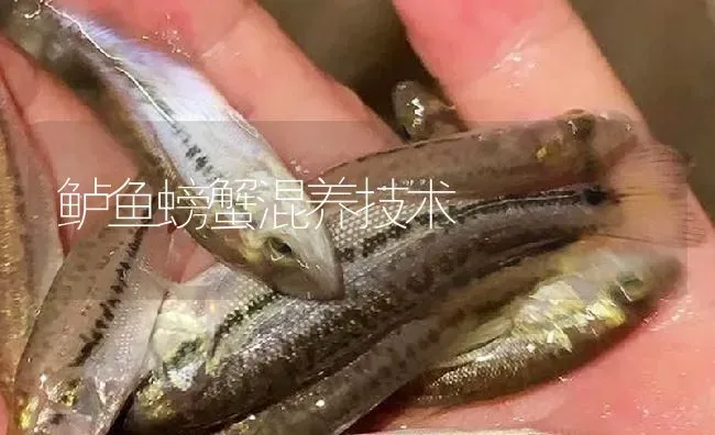 鲈鱼螃蟹混养技术 | 淡水养殖