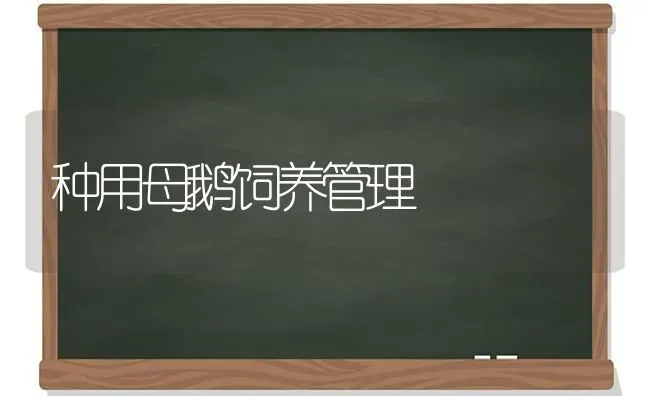 种用母鹅饲养管理 | 家禽养殖