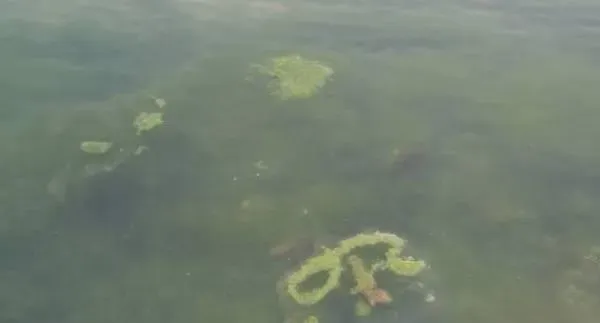 池塘青苔的危害与预防方法